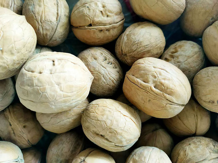 الملامح الرئيسية لقشرة الجوز الداخلية Xin2 الجوز القشرية