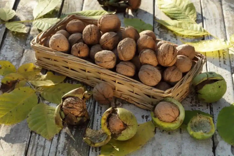 الممثل المتميز لجوز يوننان غير المقشر — جوز يانغبي