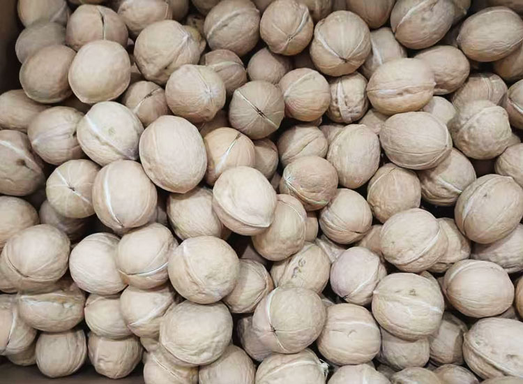 دليل اختيار الجوز المقشر: افتح البذور واكتشف مذاقها الغني بالمغذيات