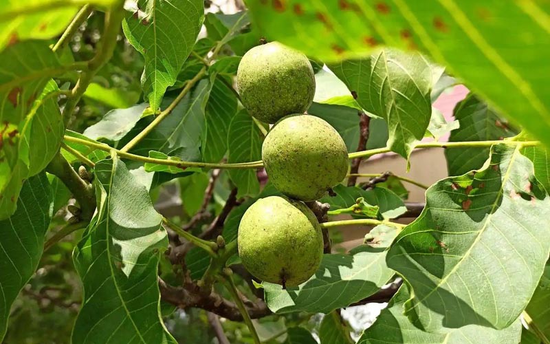 متى تنضج الجوز وتصل إلى الأسواق؟