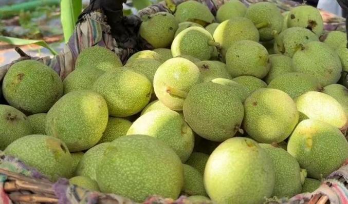 طرق إزالة القشرة الخضراء من الجوز الطازج؟