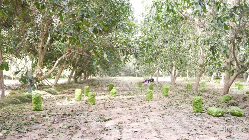 حصاد الجوز في ييشنغ على قدم وساق: 640,000 مو من جوز شينغفو الفاخر يدخل موسم الحصاد