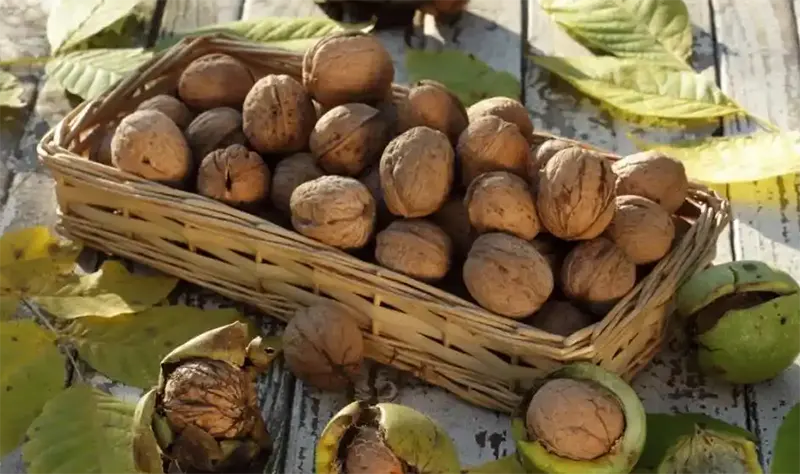 استكشاف الاتجاهات والفرص في سوق الجملة للبندق غير المقشر