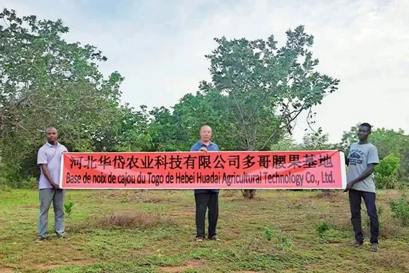يتم تصدير جوز HeBei HuaDai إلى جميع أنحاء العالم