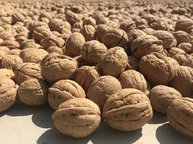 الأنواع الرئيسية وخصائص جوز شينجيانغ