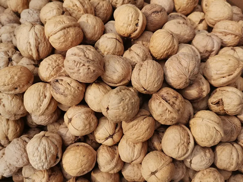 185 الجوز الورقي مقابل الجوز ذو القشرة الرقيقة الشائع: كيف تختار الجوز الممتاز المناسب لك؟