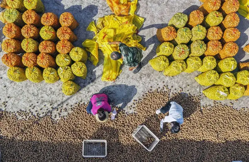 معايير التصنيف والتعبئة والتغليف للبندق غير المقشر: دليل المصدرين