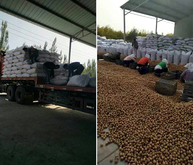 Walnut harvest , customers in a continuous line