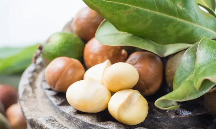 Macadamia Nuts