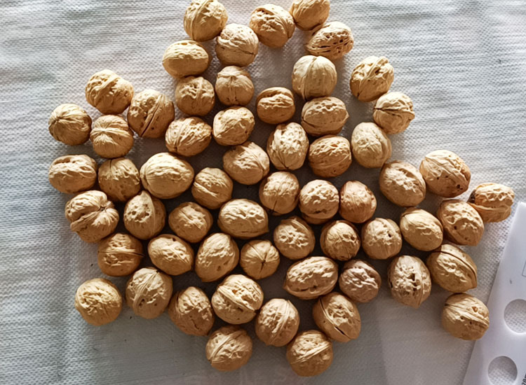 Xingfu Walnut Inshell