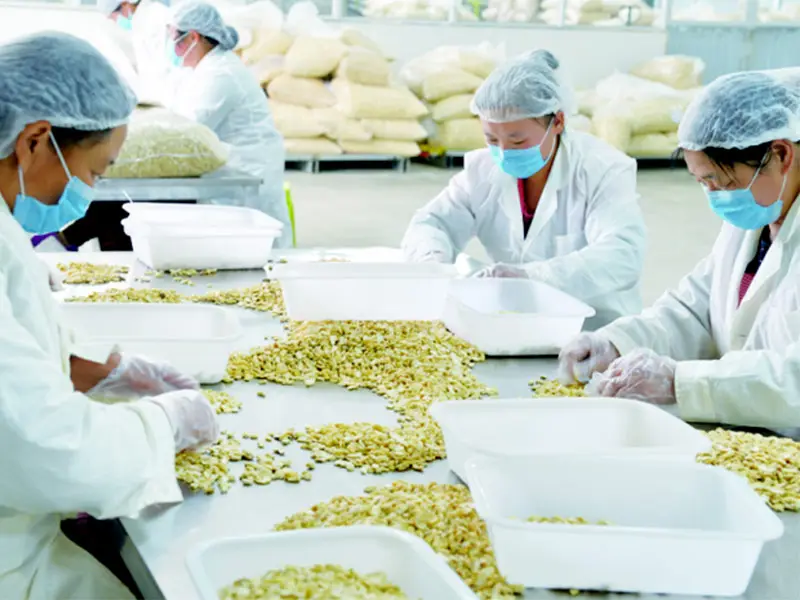 Selection of Cashew Nuts